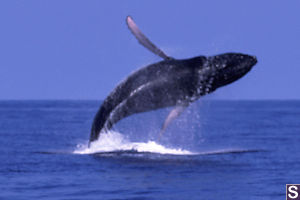 Breaching Humpback